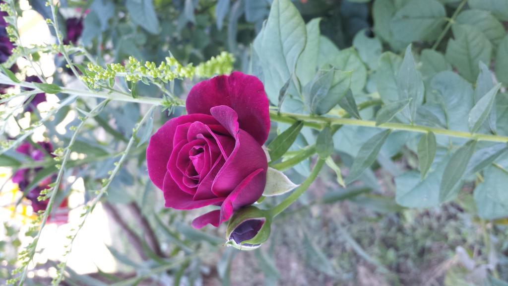 Appartamento Acero Rosso Виченца Экстерьер фото